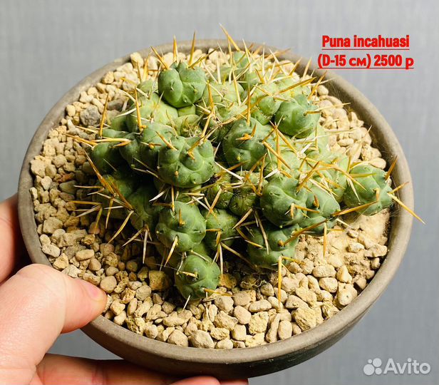 Большой выбор кактусов