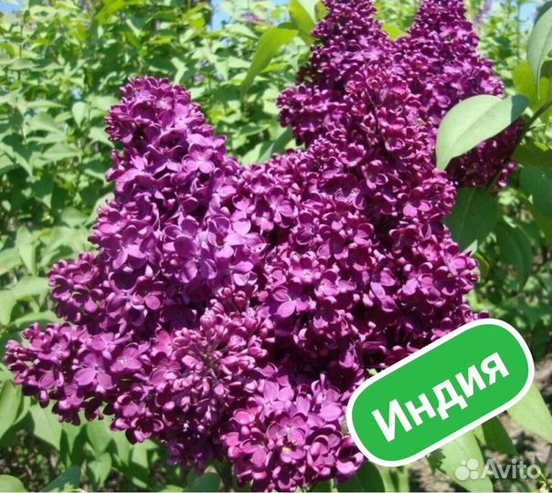 Саженцы сирени сортовой