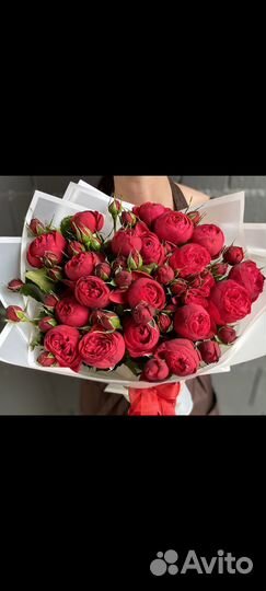 Саженцы роз, яблони, груши, хризантемы