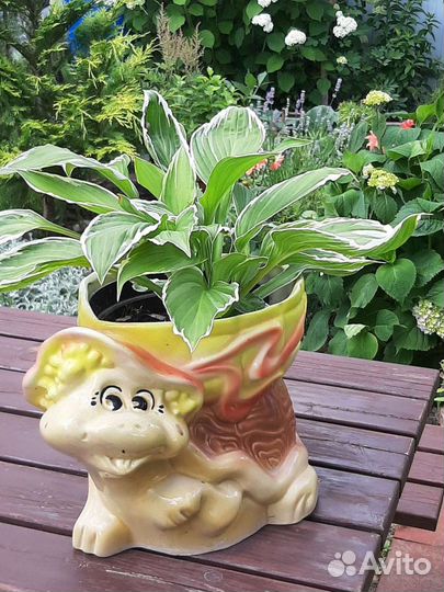 Многолетние цветы, декоративные кустарники