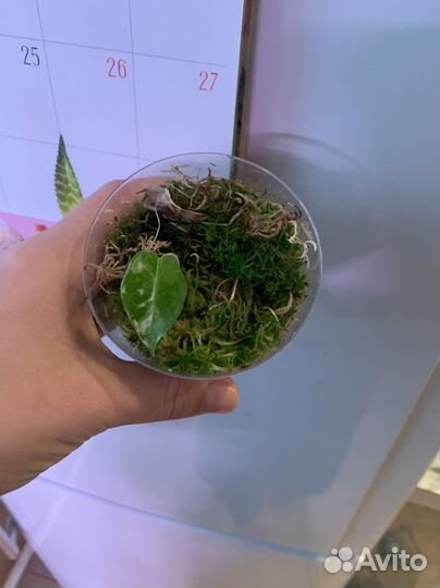 Алоказия фрайдек вариегатная