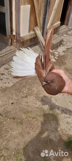 Николаевские голуби (тучерезы)