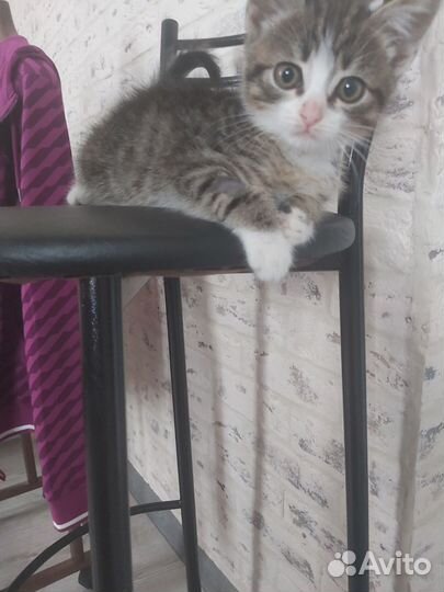 Котёнок красавчик