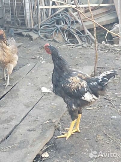 Петухи разноцветные молодые
