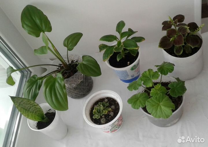 Отростки цветов набором 6 шт