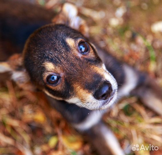 Щенки в дар