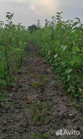 Саженцы абрикос