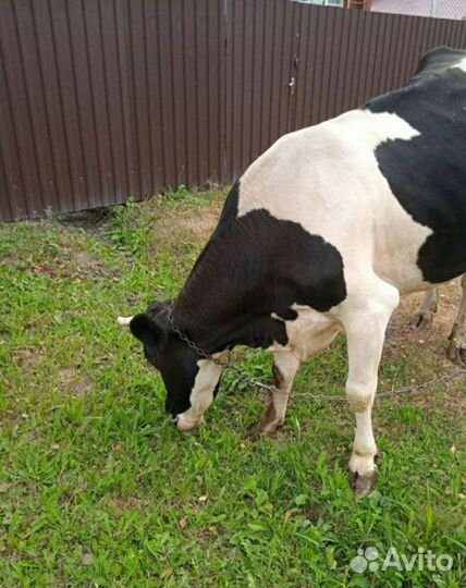 Коровы дойные, телочка, свиньи, бараны