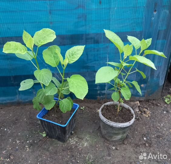 Гортензия древовидная Анабель