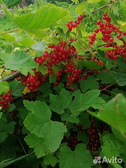 Красная смородина ягоды
