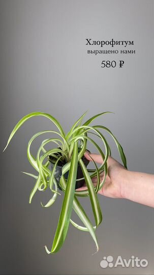 Вьющиеся и ампельные растения