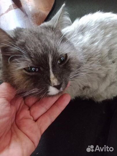 Кошка найдена