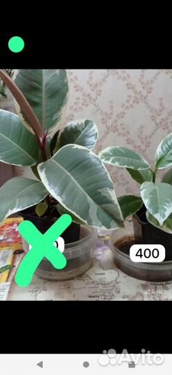 Фикус Эпифилум красный