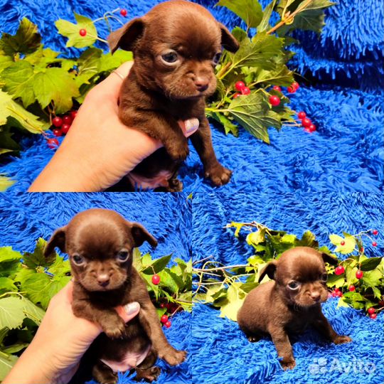 Щенки чихуахуа мини
