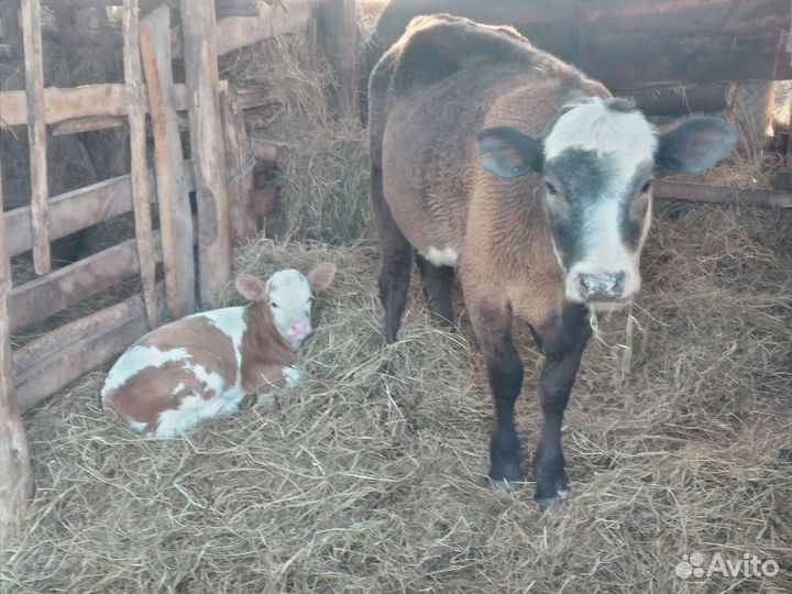 Корова телка