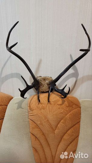 Рога оленя