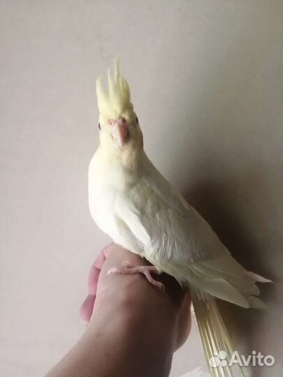 Попугаи Корелла