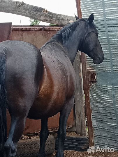 Кобыла 6лет на откорме минимум310кг