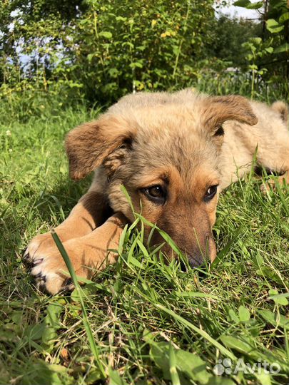 Отдам щенка в хорошие руки