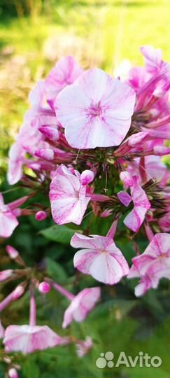 Флоксы многолетние