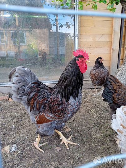 Предлагаю куры, петухи