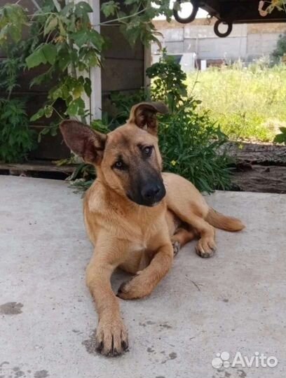 Собачка ищет дом