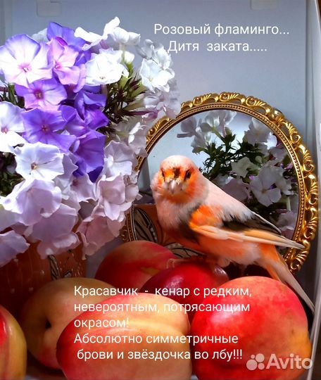 Кенара и канарейки