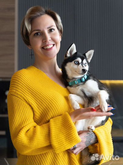 Аляскинский кли кай