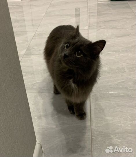 Кот в добрые руки