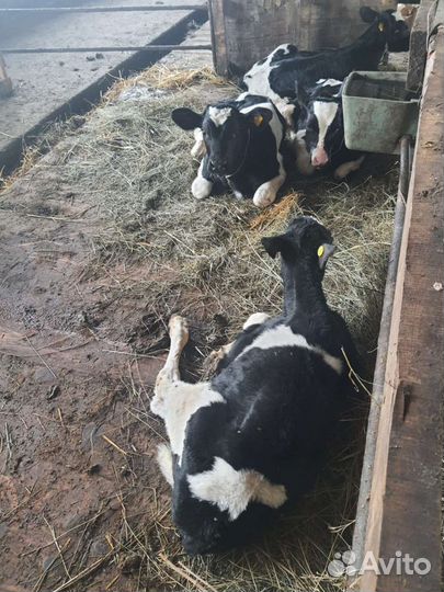 Телята - бычки голштинской породы