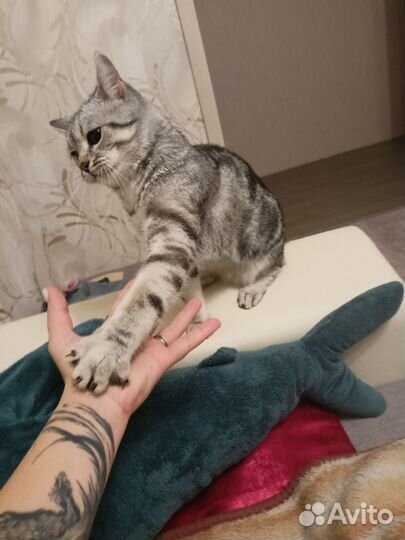 Шотландский страйт кот вязка