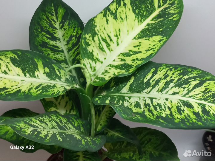 Дифенбахия сублим