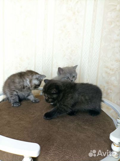 Британец-шотландка