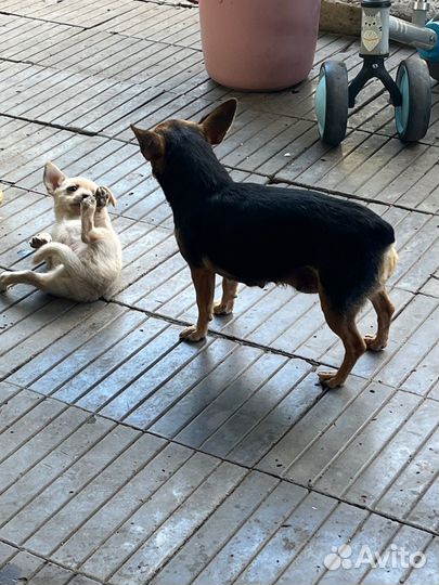 Щенок в добрые руки бесплатно маленькой породы