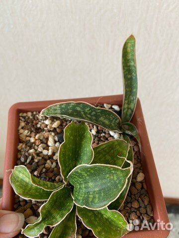 Сортовые сансевиерии 2