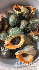 Мясо рапана