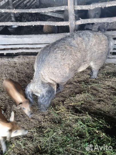 Венгерская мангалица на племя