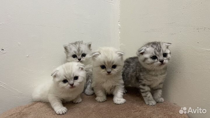 Продажа кошек и котят