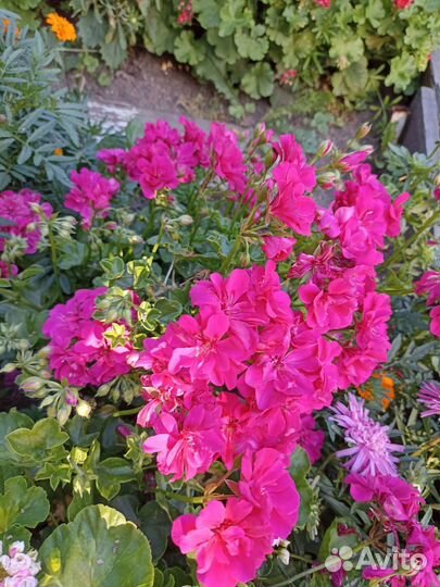 Пеларгония герань