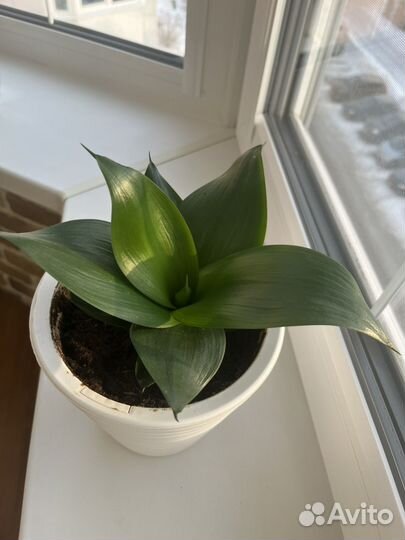 Комнатные цветы сансевиерия