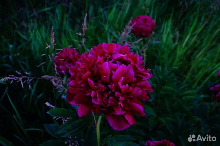 Пионы разные кусты большие