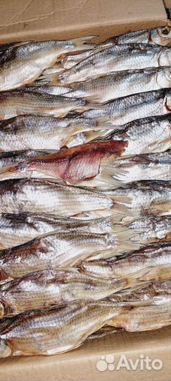 Астраханская вобла