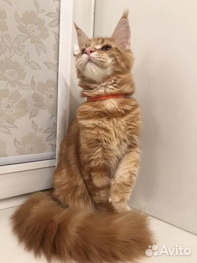 Кошечки с документами из питомника