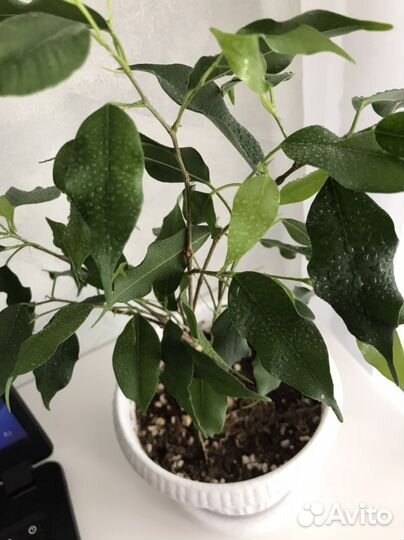 Фикус бенджамина