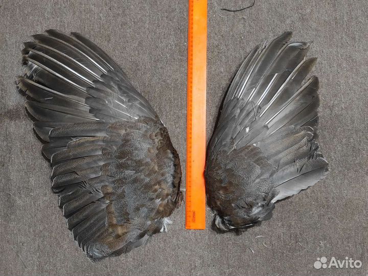 Крылья птицы