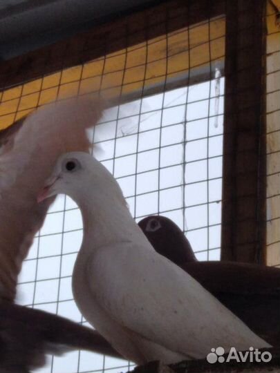 Голуби чехи пискуны