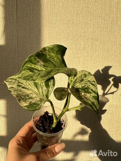 Сциндапсус марбл квин