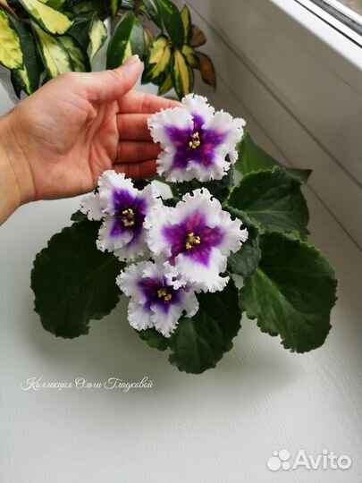 Фиалка разные сорта