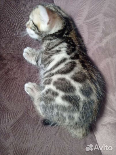 Котята Бенгалы