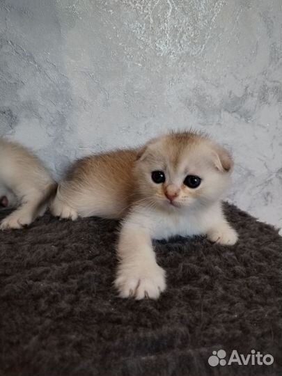Золотые шиншиллы